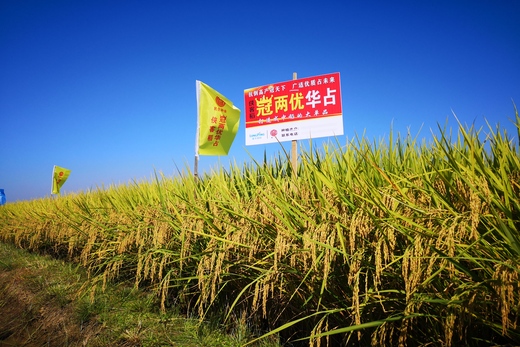 冠兩優華占