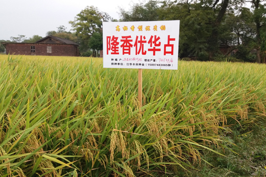 隆香優華占