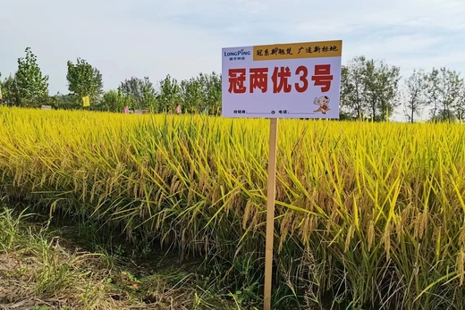 冠兩優3號