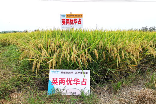 英兩優華占——簡單稻